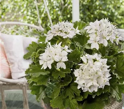 Pelargonium zonale 'Exotica Starry White'