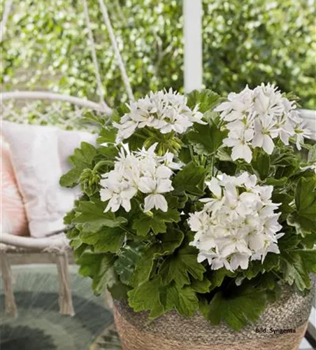 Pelargonium zonale 'Exotica Starry White'