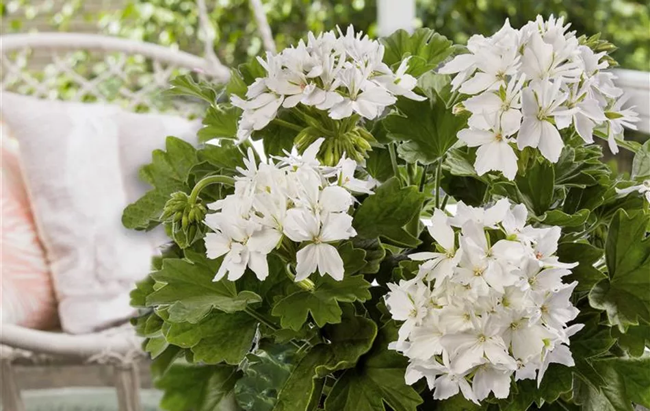 Pelargonium zonale 'Exotica Starry White'