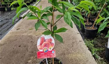 1A Garten Ammer