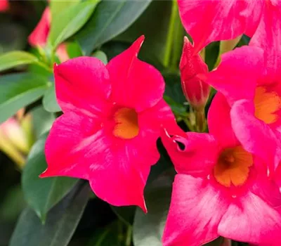 Mandevilla sanderi 'Sundaville® Pink'