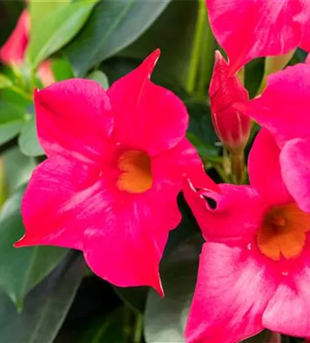 Mandevilla sanderi 'Sundaville® Pink'