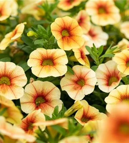 Calibrachoa MiniFamous® Uno 'Yellow Red Eye'