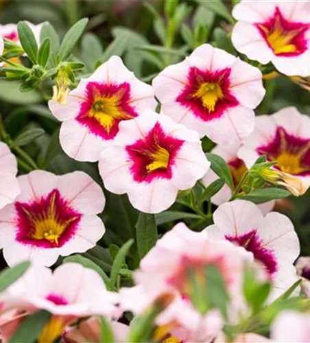 Calibrachoa MiniFamous® Uno 'Pink Purple Splash'