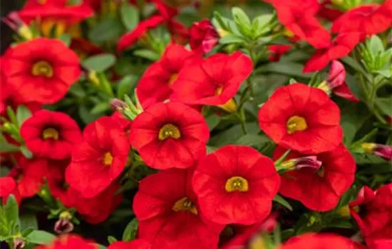 Calibrachoa MiniFamous® Uno 'Red'