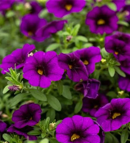 Calibrachoa MiniFamous® Uno 'Blue'