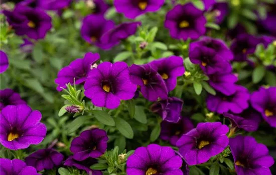 Calibrachoa MiniFamous® Uno 'Blue'