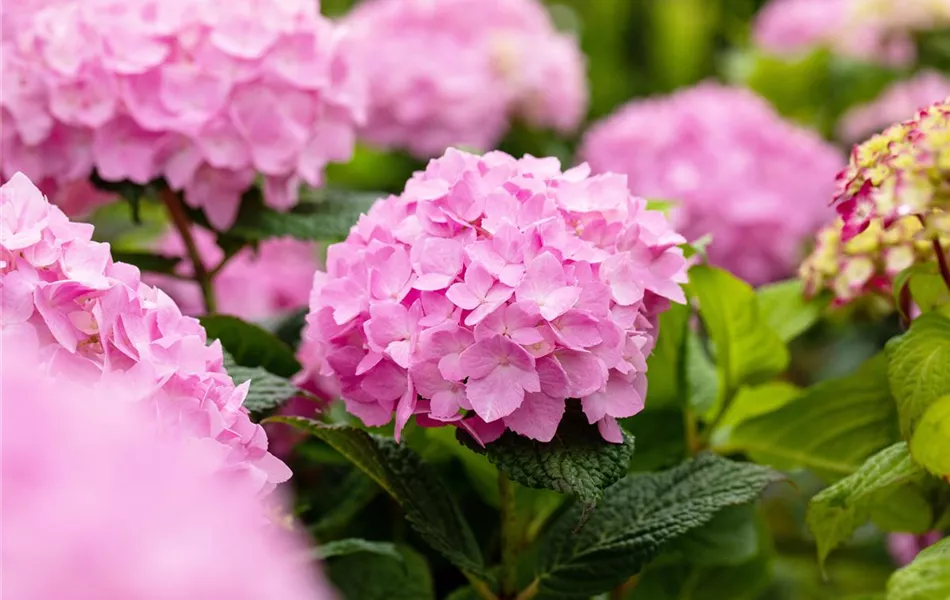 Hydrangea 'Endless Summer'® Rosa