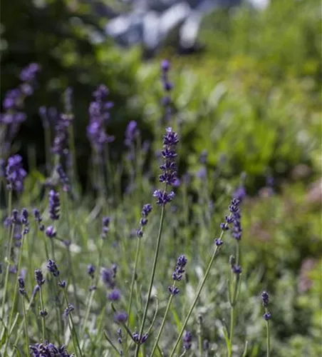 Lavandula angustifolia 'Aromatico Blue'®