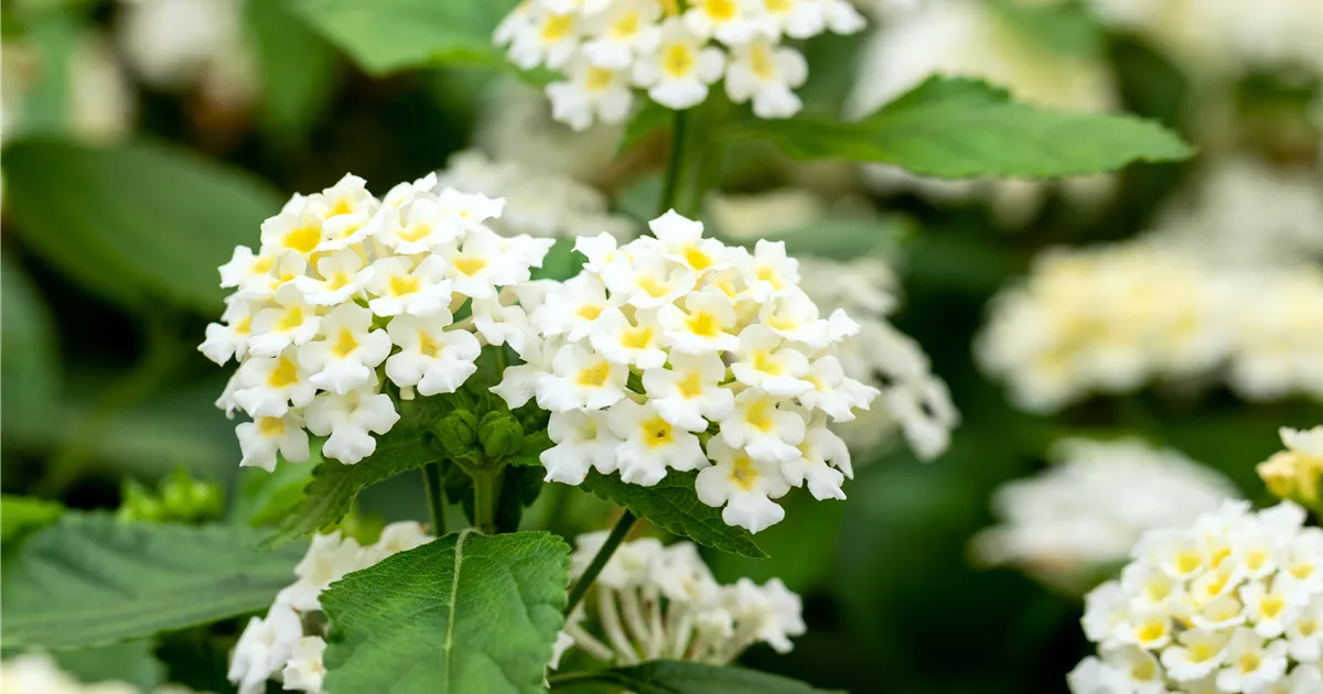 Lantana camara, wei, Wandelrschen, Pflanzen Online und vor Ort kaufen -  1A Garten Ammer