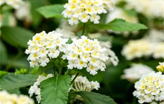 Lantana camara, weiß