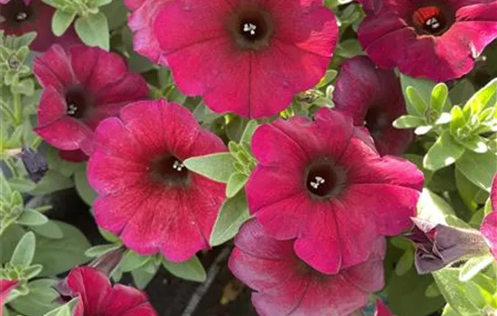 Petchoa BEAUTICAL™ 'Bordeaux'