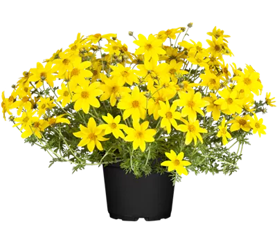 Bidens ferulifolia 'Eldoro® Compact Yellow'