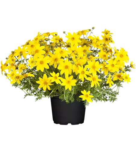 Bidens ferulifolia 'Eldoro® Compact Yellow'