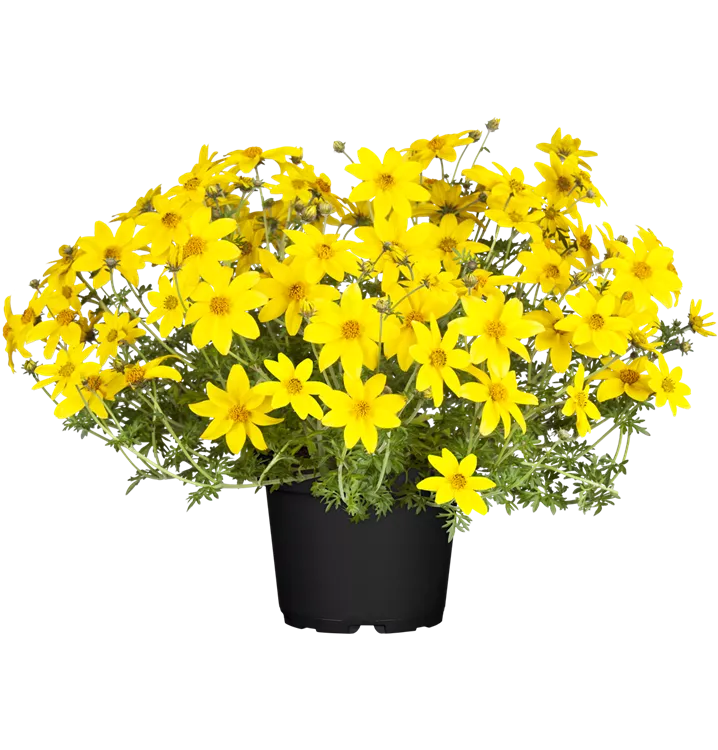 Goldmarie 'Eldoro® Compact Yellow'