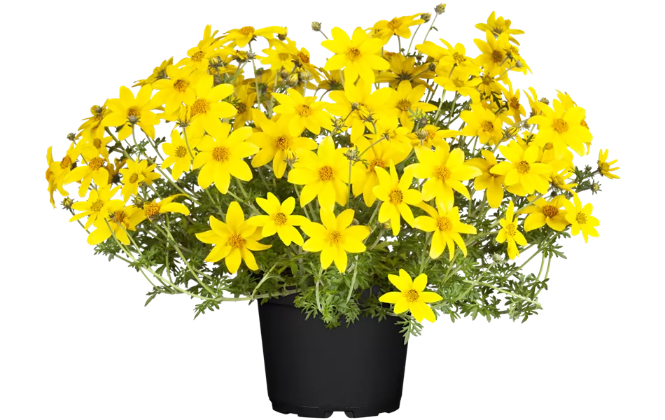 Bidens ferulifolia 'Eldoro® Compact Yellow'