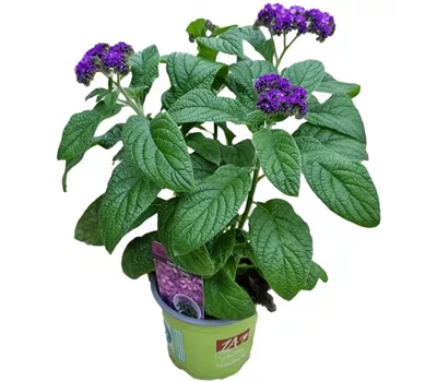 Heliotropium arborescens