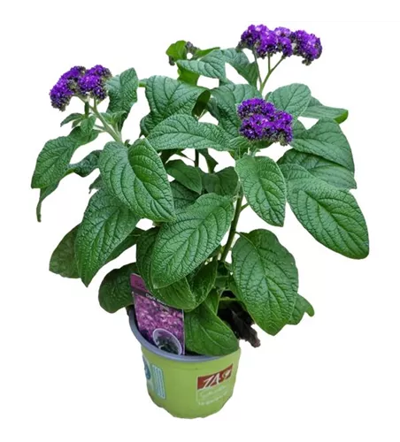 Heliotropium arborescens