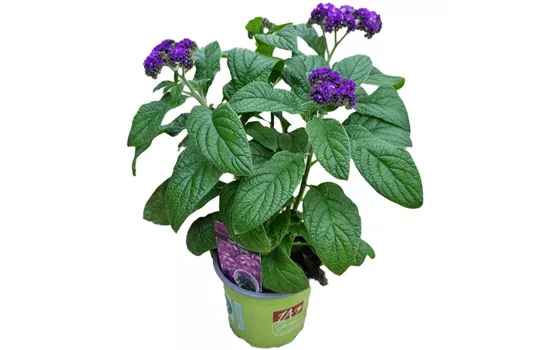 Heliotropium arborescens