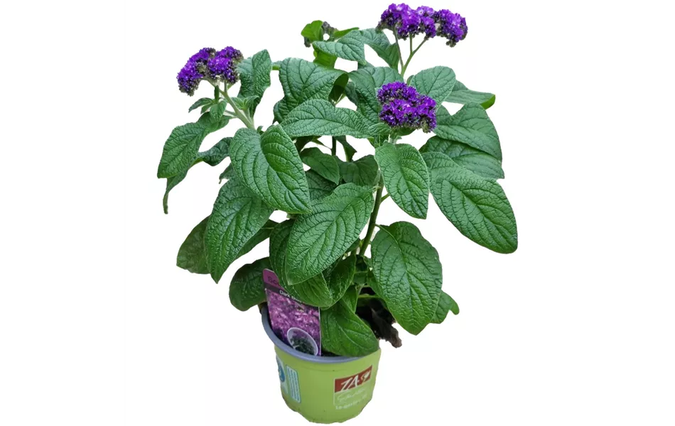 Heliotropium arborescens