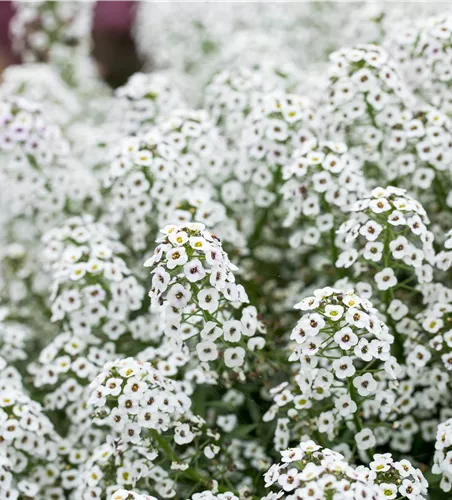 Lobularia maritima 'White Stream™'