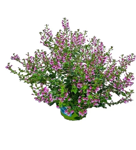 Cuphea ramosissima