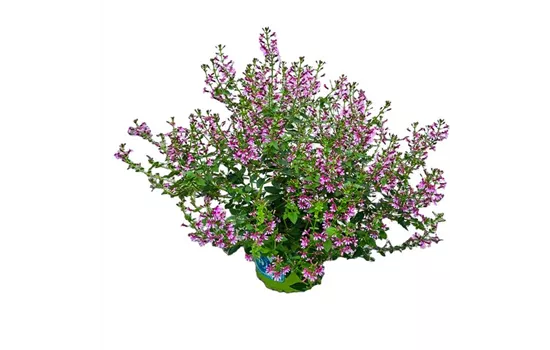 Cuphea ramosissima