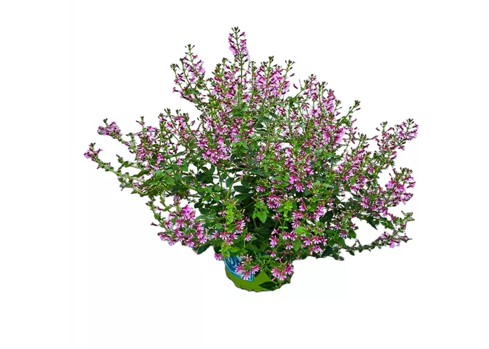 Cuphea ramosissima