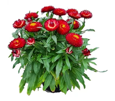 Helichrysum bracteatum 'Mohave® Dark Red'
