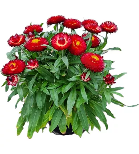 Helichrysum bracteatum 'Mohave® Dark Red'