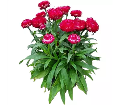 Helichrysum bracteatum 'Mohave® Purple Red'