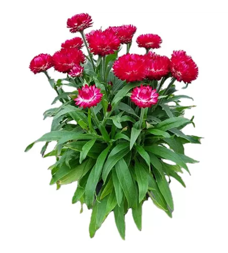 Helichrysum bracteatum 'Mohave® Purple Red'