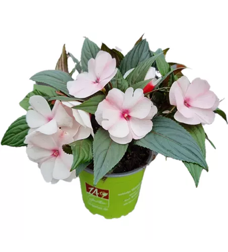 Impatiens neuguinea 'ColorPower® White Pink Eye´
