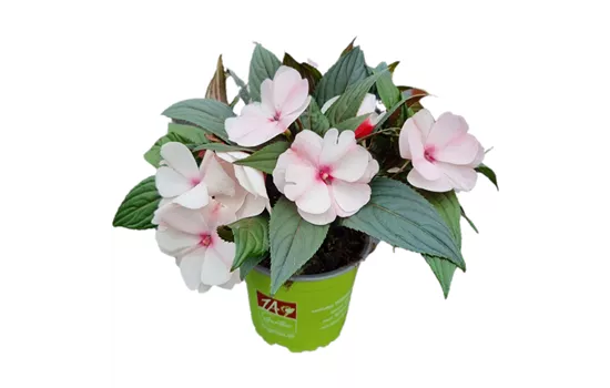 Impatiens neuguinea 'ColorPower® White Pink Eye´
