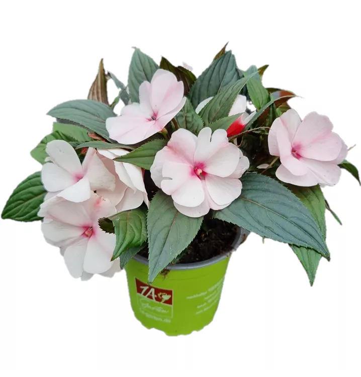 Sonnenlieschen 'ColorPower® White Pink Eye'