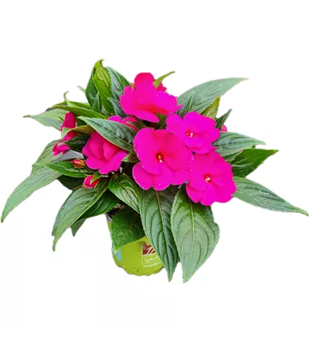 Impatiens neuguinea 'sel® ColorPower® Magenta'