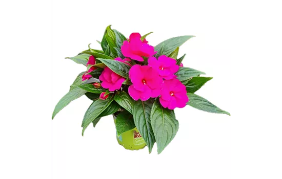 Impatiens neuguinea 'sel® ColorPower® Magenta'