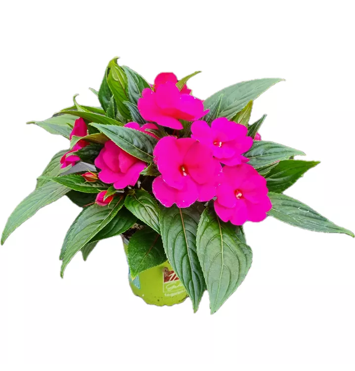 Sonnenlieschen 'sel® ColorPower® Magenta'