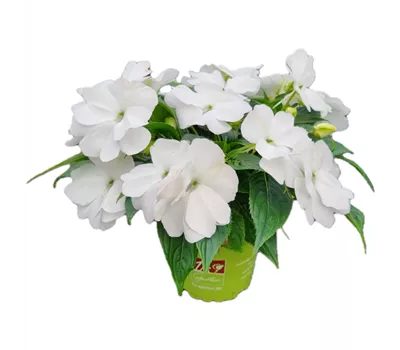 Impatiens neuguinea 'sel® ColorPower® White'