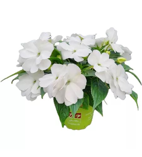 Impatiens neuguinea 'sel® ColorPower® White'