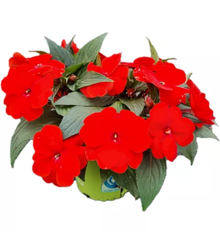 Impatiens neuguinea 'sel® ColorPower® Red'