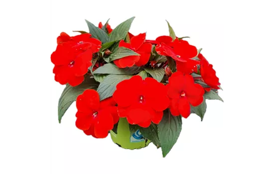 Impatiens neuguinea 'sel® ColorPower® Red'