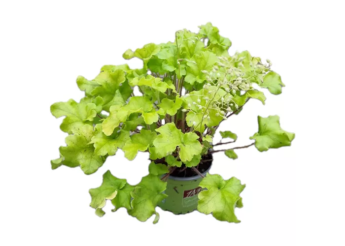 Heuchera 'Shiny'