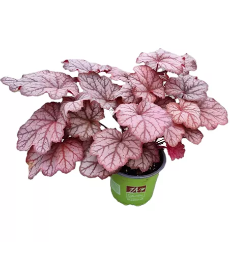 Heuchera 'Sweet Princess'