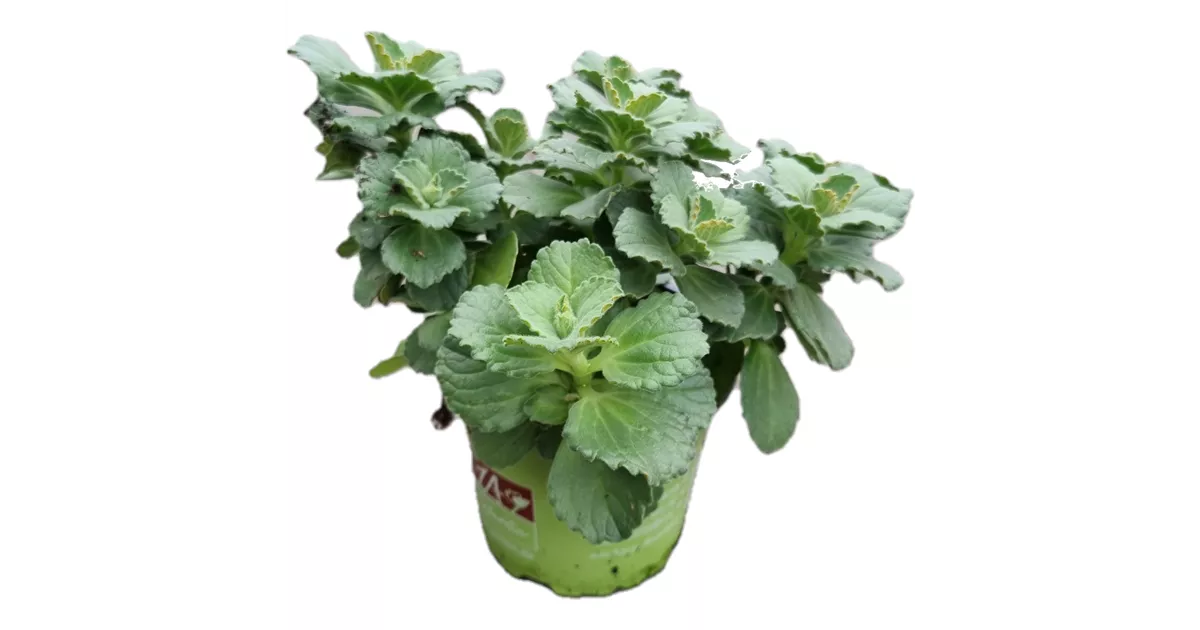 Coleus canina, Katzenschreckpflanze / Verpiss Dich Pflanze, Pflanzen