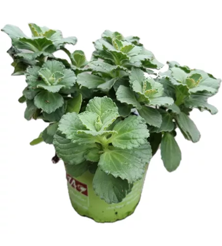 Coleus canina