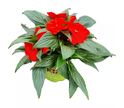 Impatiens neuguinea 'sel® ColorPower® Orange Red'