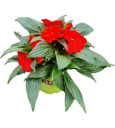 Impatiens neuguinea 'sel® ColorPower® Orange Red'
