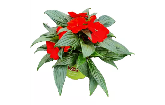 Impatiens neuguinea 'sel® ColorPower® Orange Red'