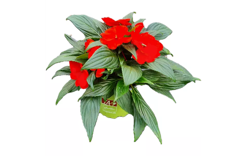Impatiens neuguinea 'sel® ColorPower® Orange Red'